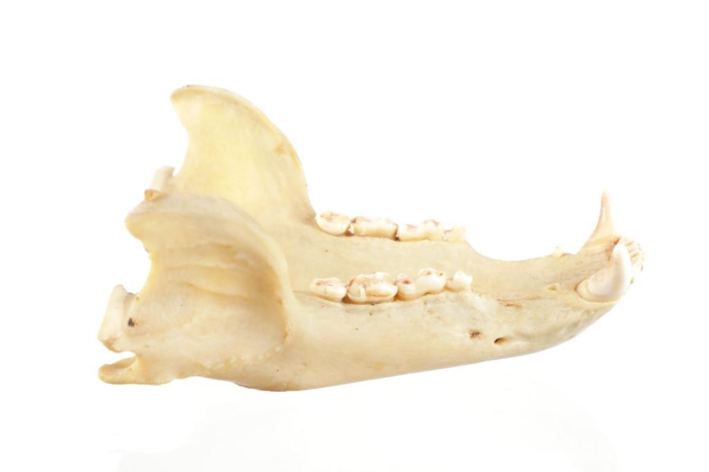 Montana Black Bear Taxidermy Skull