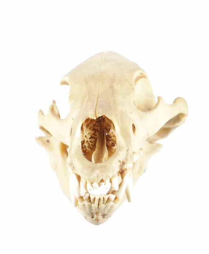 Montana Black Bear Taxidermy Skull