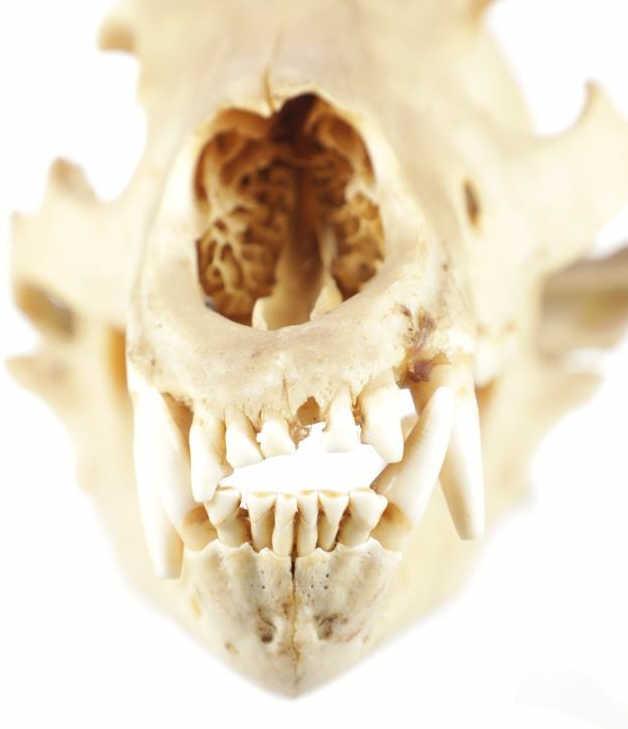 Montana Black Bear Taxidermy Skull