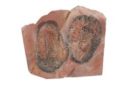 Fossilized Moroccan Trilobites From Permian Age