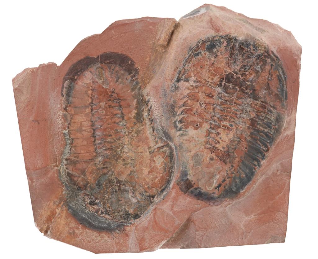 Fossilized Moroccan Trilobites From Permian Age