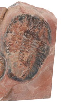 Fossilized Moroccan Trilobites From Permian Age