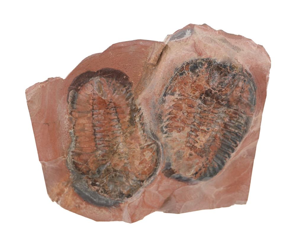 Fossilized Moroccan Trilobites From Permian Age