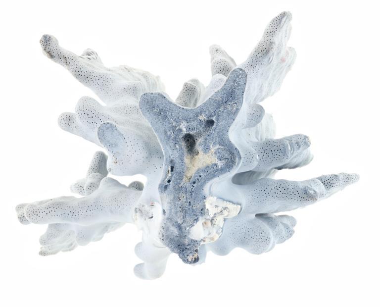 Vintage Blue Grayish Reef Petrified Coral Specimen