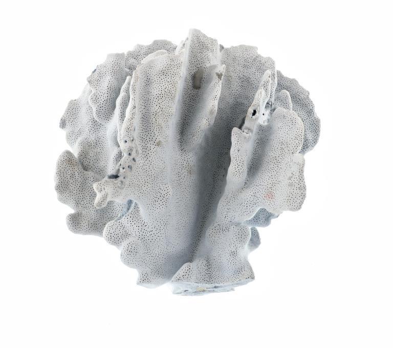 Vintage Blue Grayish Reef Petrified Coral Specimen