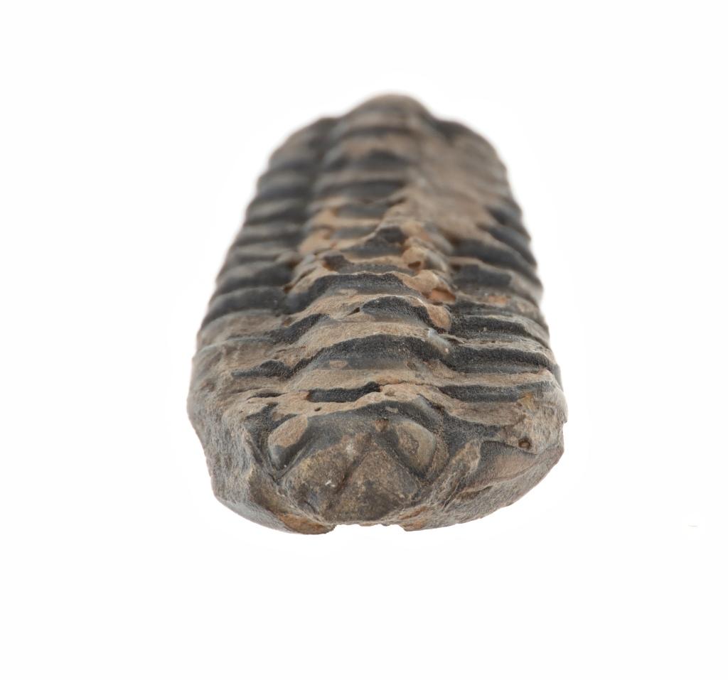 Fossilized Moroccan Trilobites Permian Age (2)