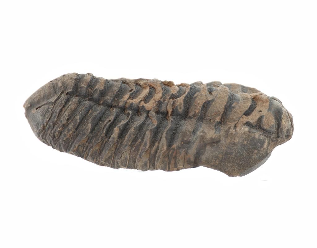 Fossilized Moroccan Trilobites Permian Age (2)