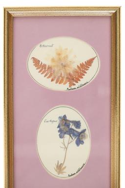 Dried & Framed Rocky Mountain Wildflowers 1980-90s