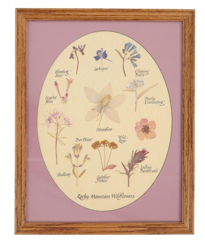 Dried & Framed Rocky Mountain Wildflowers 1980-90s