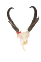 Trophy Montana Pronghorn Antelope Euro-Mount