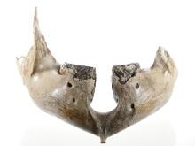 Ancient Wooly Mammoth Lower Jaw Mandible & Molars