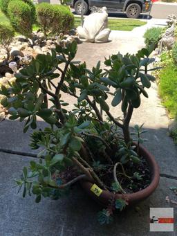 Yard & Garden - potted Jade plant tree 15"wx7"h pot, (28"h)