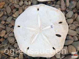 Yard & Garden - 3 sand dollar stepping stones, 12" round