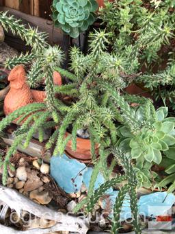 Yard & Garden - Terra cotta planter pot w/ cactus 7"h pot (20"h)