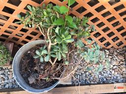 Yard & Garden - Galvanized bucket with succulents and wooden bench