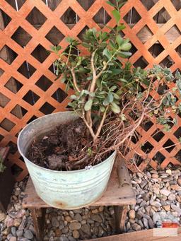 Yard & Garden - Galvanized bucket with succulents and wooden bench