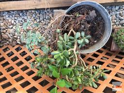 Yard & Garden - Galvanized bucket with succulents and wooden bench