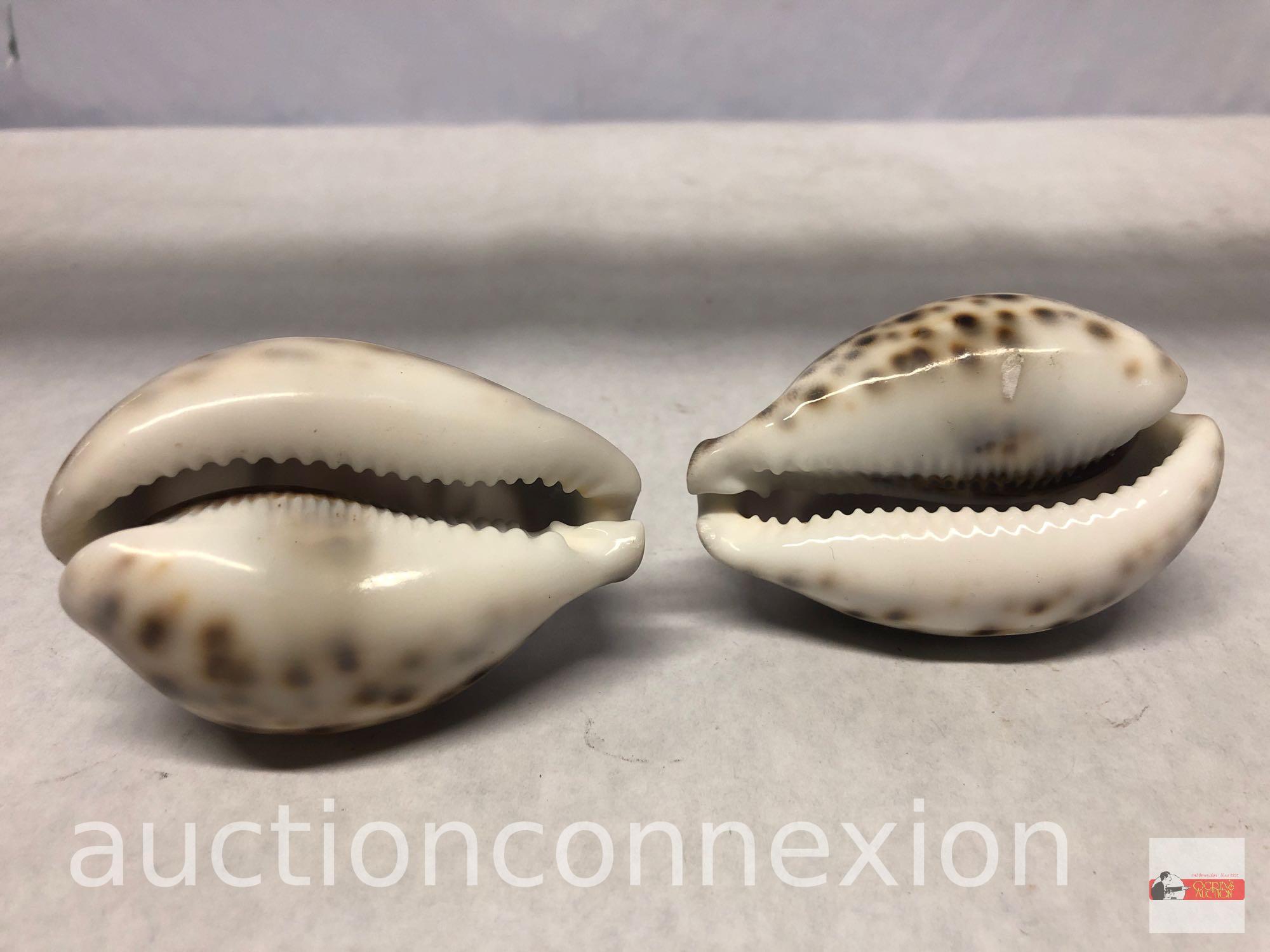 2 carved top sea shells and vintage toy made in occupied Japan