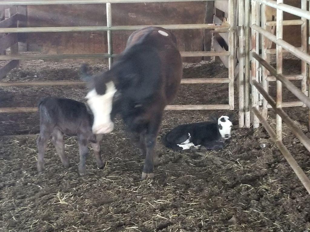 COW/CALF PAIR, BWF COW WITH BLK HEIFER CALF, BRED 0MO, AGE 2