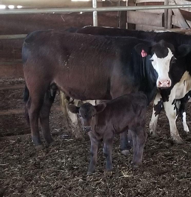 COW/CALF PAIR, BWF COW WITH BLK HEIFER CALF, BRED 0MO, AGE 2