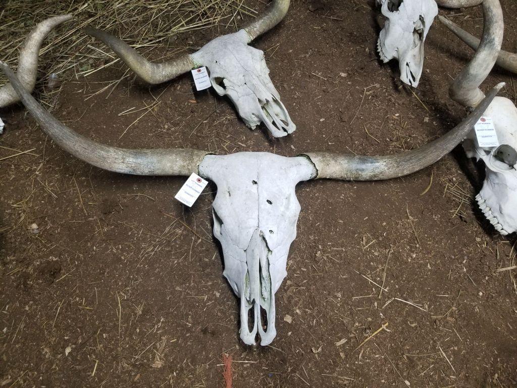 REAL LONGHORN SKULL