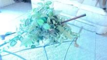 GLASS TOP COFFEE TABLE MADE WITH GOLF CLUBS