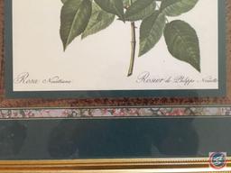 (2) Framed Print Signed Albera, Framed Print Marked Rosa Noisettiana "Rosier de Philippe Noisette"