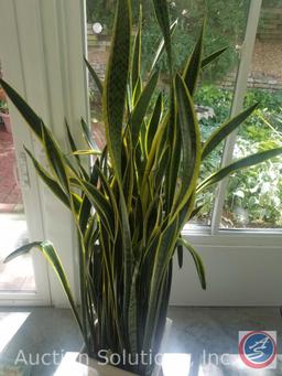 Sansevieria Snake Plant (Large, stands about 6' Tall) w/ Plant Stand