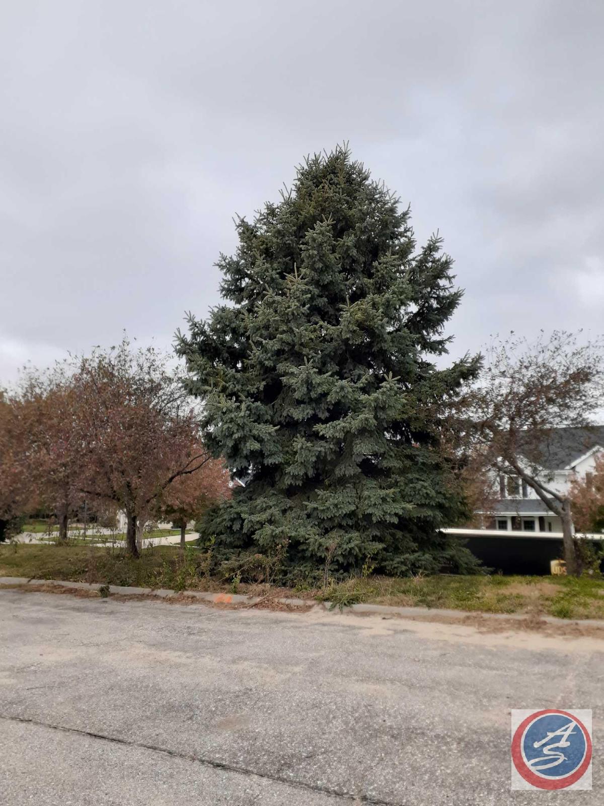 Mature Tree {{Buyer Must Remove, Must Show Proof of Certificate of Liability Insurance}}