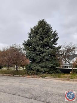 Mature Tree {{Buyer Must Remove, Must Show Proof of Certificate of Liability Insurance}}