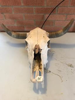 Steer Skull W/Horns
