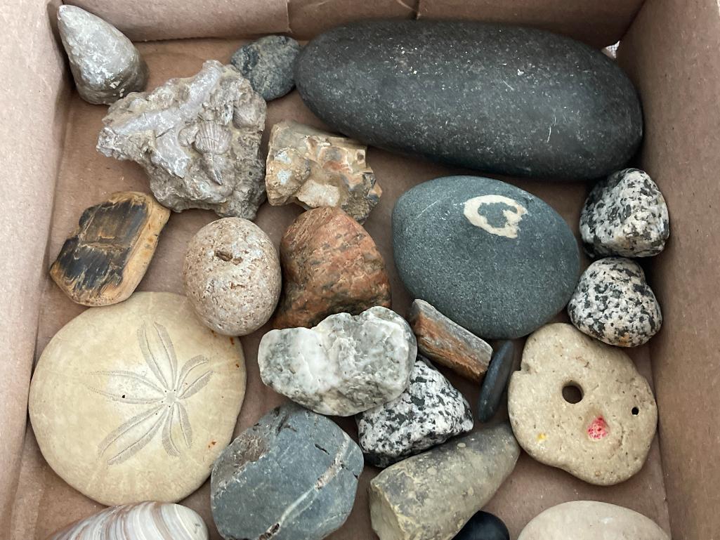 Lot of Rocks and Fossils