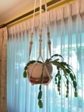 Christmas Cactus Live Plant and Hanging Pot