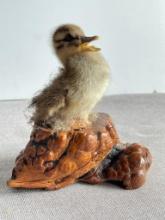 Taxidermy Baby Duck