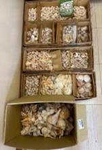 Lot of 5 Boxes of Sea Shells