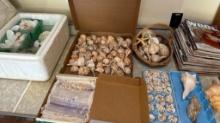 Large Lot of Sea Shells