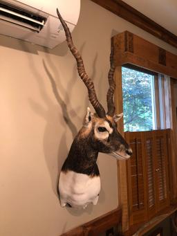 BLACKBUCK shoulder mount