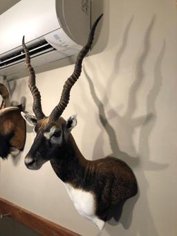 BLACKBUCK shoulder mount
