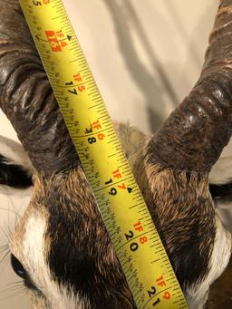 BLACKBUCK shoulder mount