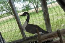 LAST SECTION OF CORN CRIB INCLUDING PATIO FURNITURE GOOSE SILHOUETTES GOOSE