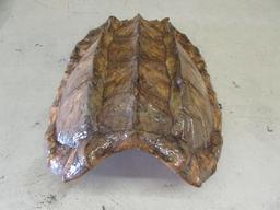 Alligator Snapping Turtle Shell--24" x 16"