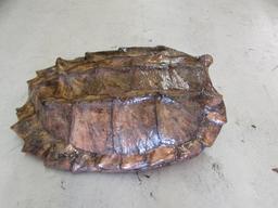 Alligator Snapping Turtle Shell--24" x 16"