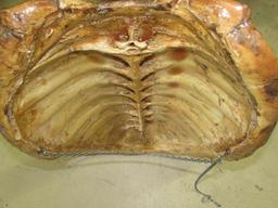 Alligator Snapping Turtle Shell--24" x 16"