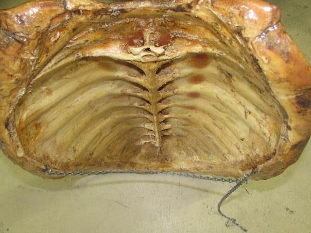 Alligator Snapping Turtle Shell--24" x 16"