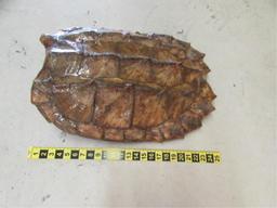 Alligator Snapping Turtle Shell--24" x 16"