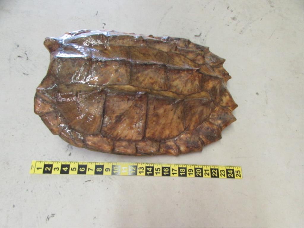 Alligator Snapping Turtle Shell--24" x 16"