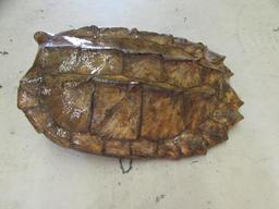 Alligator Snapping Turtle Shell--24" x 16"