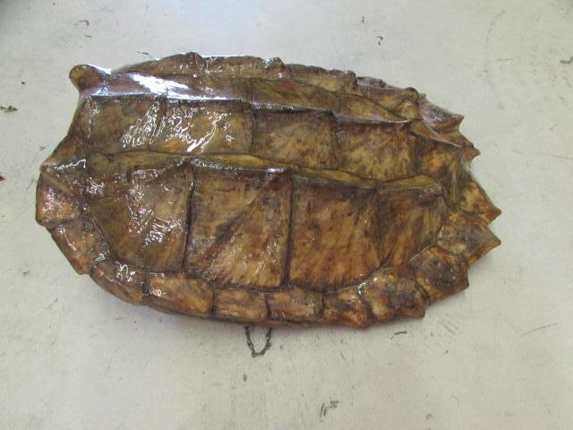 Alligator Snapping Turtle Shell--24" x 16"