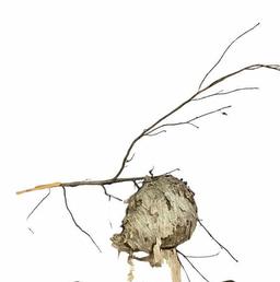 Hornets Nest