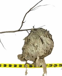 Hornets Nest